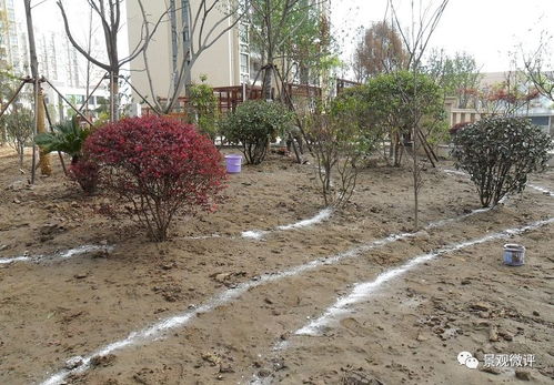 現(xiàn)場(chǎng) 微地形堆坡及綠化種植工藝標(biāo)準(zhǔn)