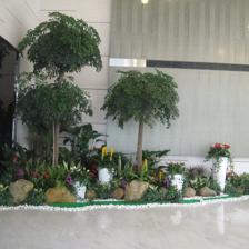 中山便宜的室內(nèi)植物租賃,剪花剪草,風(fēng)水綠植租賃,風(fēng)水植物租賃,小區(qū)、工廠綠化養(yǎng)護,年花預(yù)定,年桔預(yù)定,園林規(guī)劃與設(shè)計,綠化工程施工,商場等室外綠化帶保養(yǎng),便宜的鮮花預(yù)訂,鮮花出租