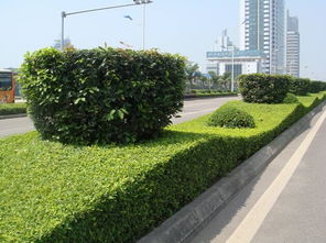 延吉市華天園林綠化 經(jīng)營產(chǎn)品介紹 圖