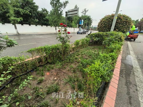 不文明行為曝光臺(tái)丨城區(qū)綠化花卉被盜800余株,園林部門呼吁愛護(hù)公共綠植