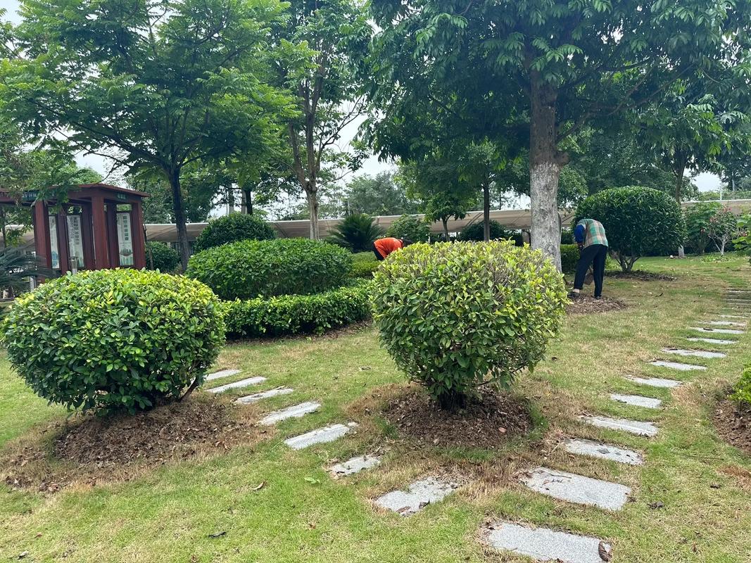 園林養(yǎng)護(hù)施工中#苗木種植基地 #園林綠化工程苗木人